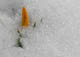 Krokus durchbricht die Schneedecke