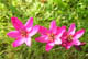 farbenfrohe Blüten