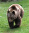 Braunbär