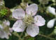 Brombeere