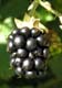Brombeere