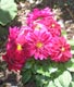 Dahlie