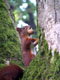 Eichhörnchen