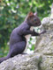 Eichhörnchen