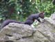 Eichhörnchen