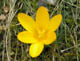 gelber Krokus