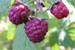 Himbeere