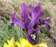 Iris
