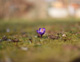 Krokus