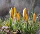 blühender Krokus