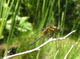 Libelle auf Ast