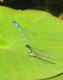 Libelle