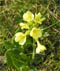 Schluesselblume