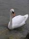 Schwan