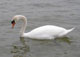 Schwan