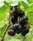 schwarze Johannisbeere