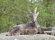 Steinbock