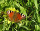 Tagpfauenauge