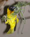 Webervogel