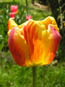 Tulpe