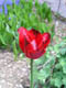 Tulpe