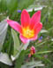 Tulpe