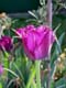 Tulpe