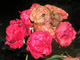 auch die schoenste Rose verblueht einmal