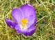 violetter Krokus