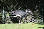 Tierpark Hellabrunn: Hornrabe
