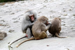 Tierpark Hellabrunn: Pavian