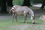 Tierpark Hellabrunn: Zebra