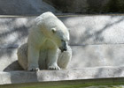 Tierpark Hellabrunn: Eisbaer