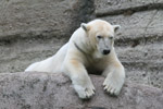 Tierpark Hellabrunn: Eisbaer