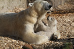 Tierpark Hellabrunn: Eisbaer-Nachwuchs