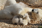 Tierpark Hellabrunn: Eisbaer-Nachwuchs