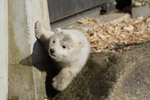 Tierpark Hellabrunn: Eisbaer-Nachwuchs