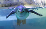 Tierpark Hellabrunn: Eselspinguin