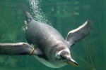 Tierpark Hellabrunn: Pinguin