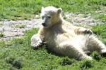 Tierpark Hellabrunn: Eisbaerbaby Quintana