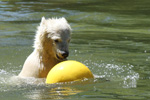Tierpark Hellabrunn: Eisbaerbaby Quintana