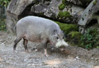 Tierpark Hellabrunn: Bartschwein