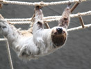Tierpark Hellabrunn: Zweifingerfaultier