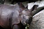 Tierpark Hellabrunn: Nachwuchs bei den Panzernashörnern
