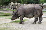 Tierpark Hellabrunn: indisches Panzernashorn