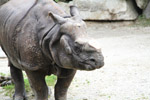 Tierpark Hellabrunn: indisches Panzernashorn