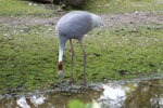 Tierpark Hellabrunn: Saruskranich