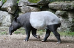 Tierpark Hellabrunn: Schabrackentapir