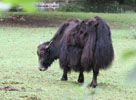 Tierpark Hellabrunn: Yak
