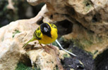 Tierpark Hellabrunn: Dotterweber